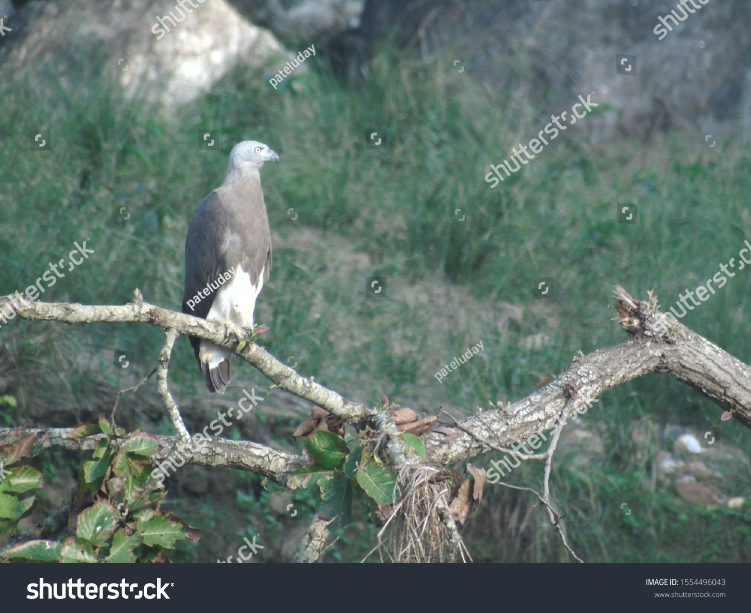 Grey Headed Fishing Eagle India - Royalty Free Stock Photo 1554496043 ...