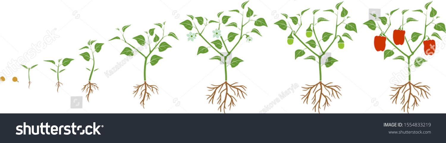 Life cycle of pepper plant. Growth stages from - Royalty Free Stock ...