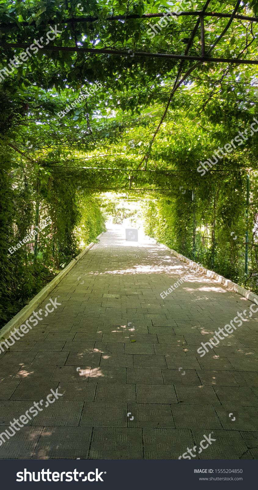 Green natural tunnel of plant branches with green leaves in the Park. Shadow on a hot Sunny day. tunnel plants. #1555204850
