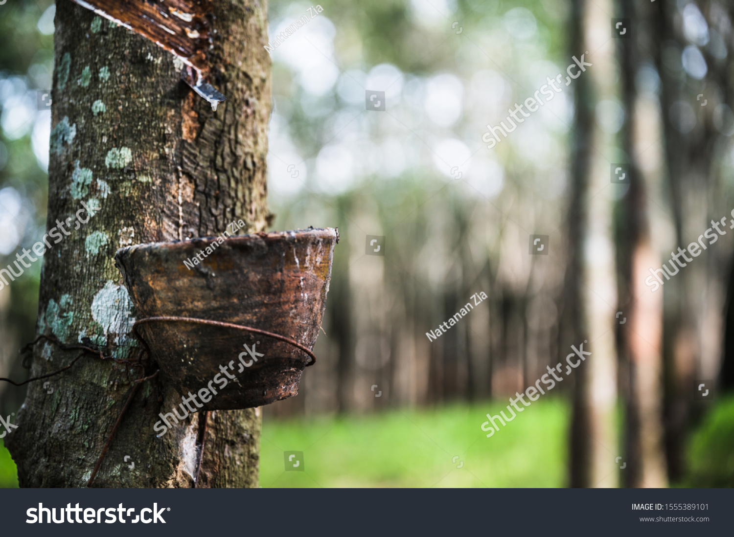 Tapping latex rubber tree, Rubber Latex extracted from rubber tree, harvest in Thailand. #1555389101