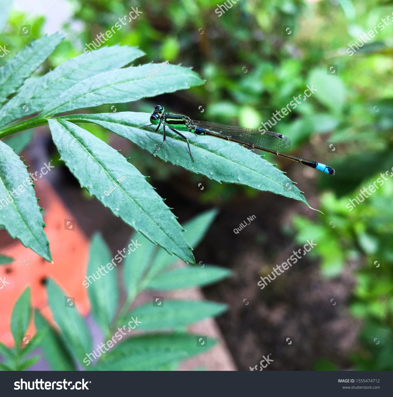 Dragonflies on the leaves in the morning #1555474712