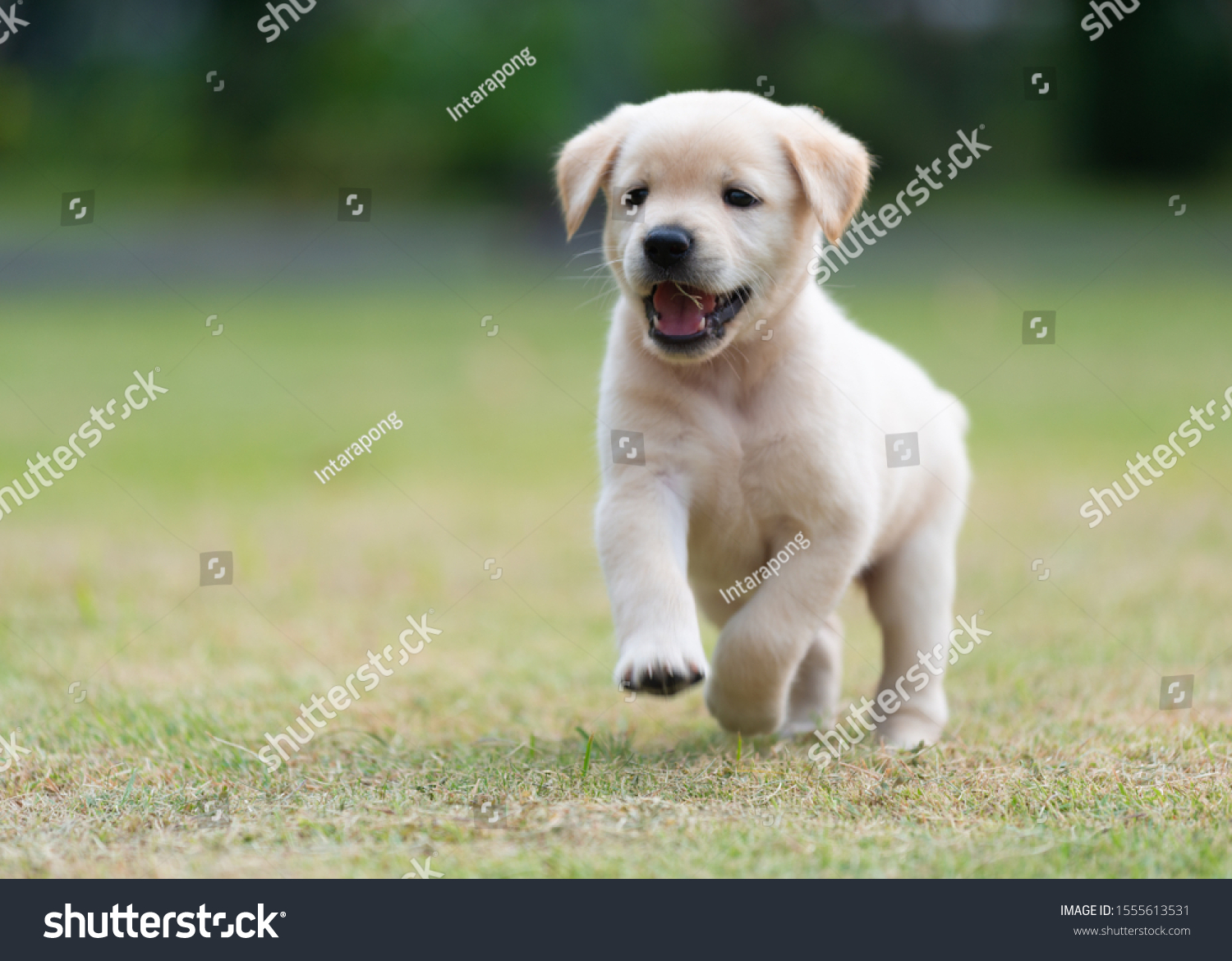 Happy puppy dog running on playground green yard #1555613531