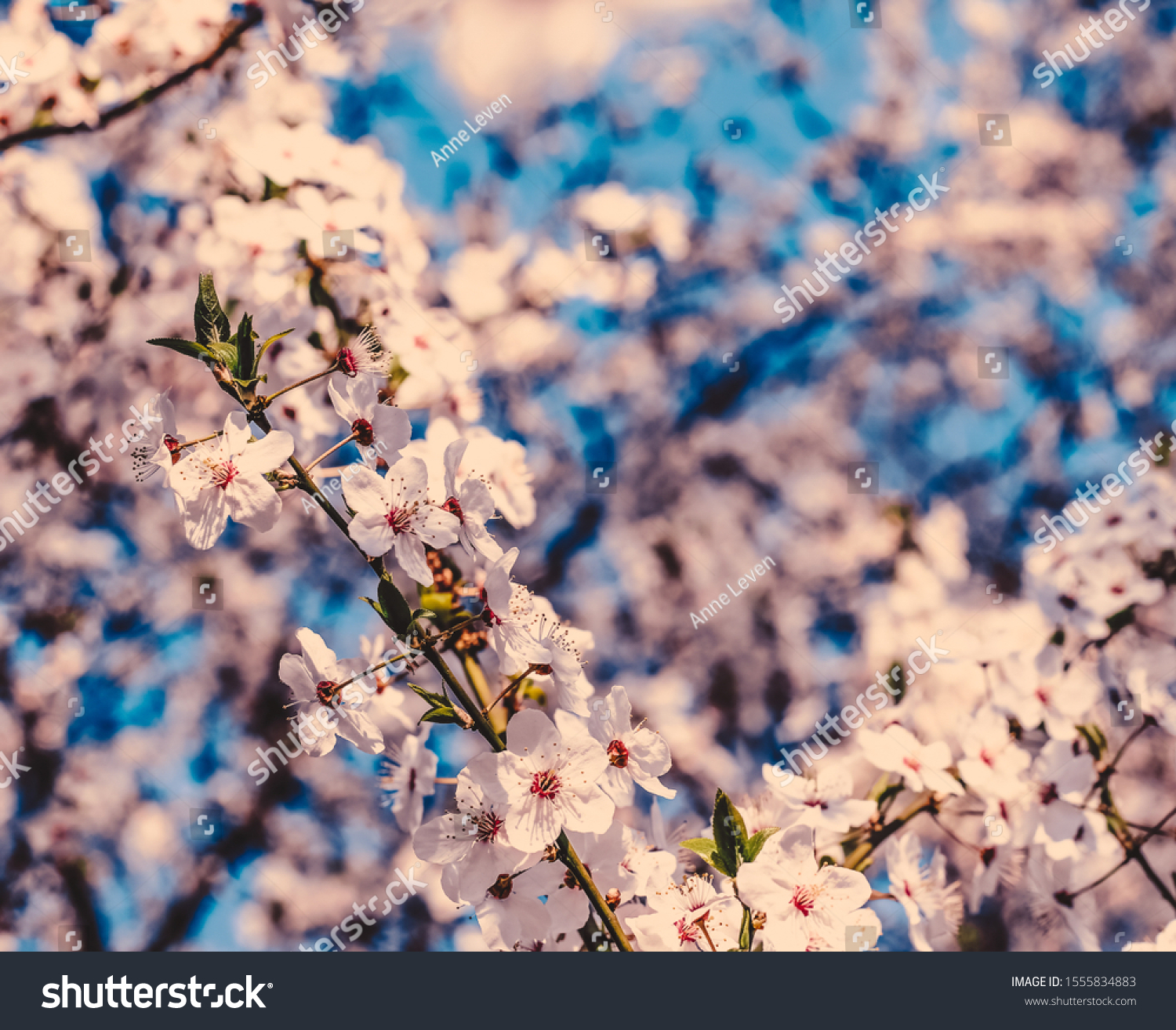 Flower art, romantic card and botanical backdrop concept - Vintage cherry flowers in bloom at sunrise as nature background for spring holiday design, floral dream garden #1555834883