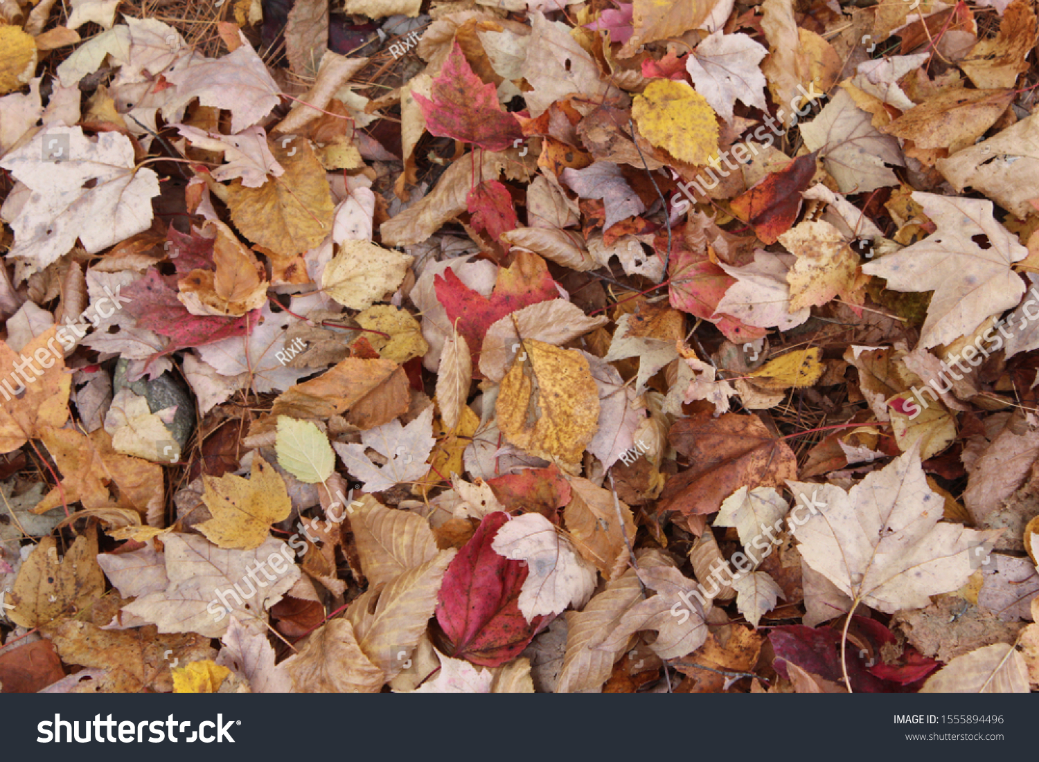 Fall leaves on the ground.  #1555894496