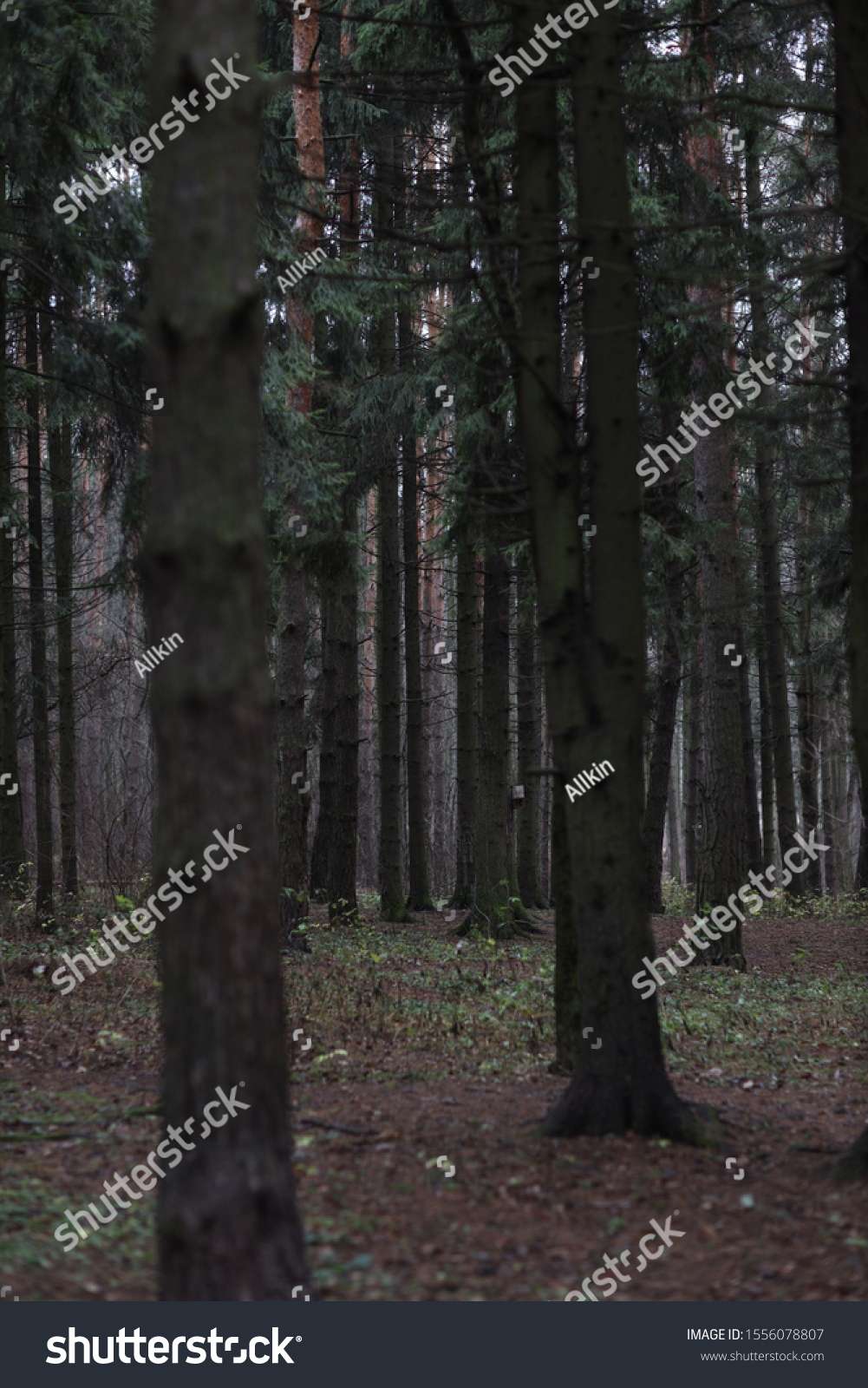 Mystical forest. Trees in the forest #1556078807