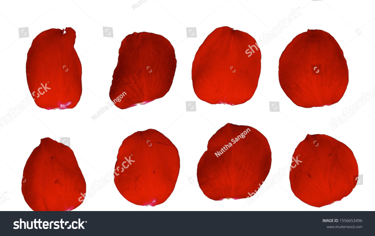 Set of 8 red rose petal on white background-Image #1556653496