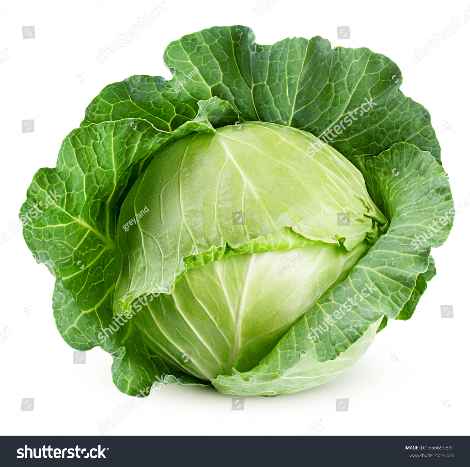 cabbage isolated on white background, clipping path, full depth of field #1556699831