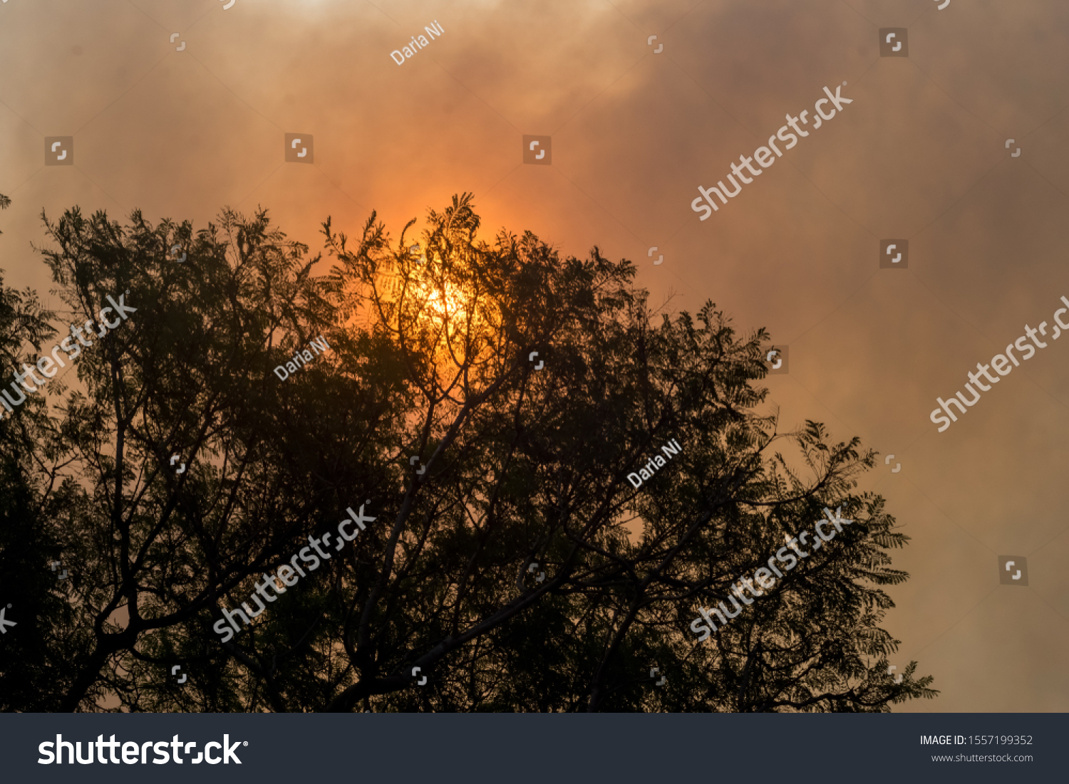 Australian bushfire: trees silhouettes and smoke from bushfires covers the sky and glowing sun barely seen through the smoke. Catastrophic fire danger, NSW, Australia #1557199352