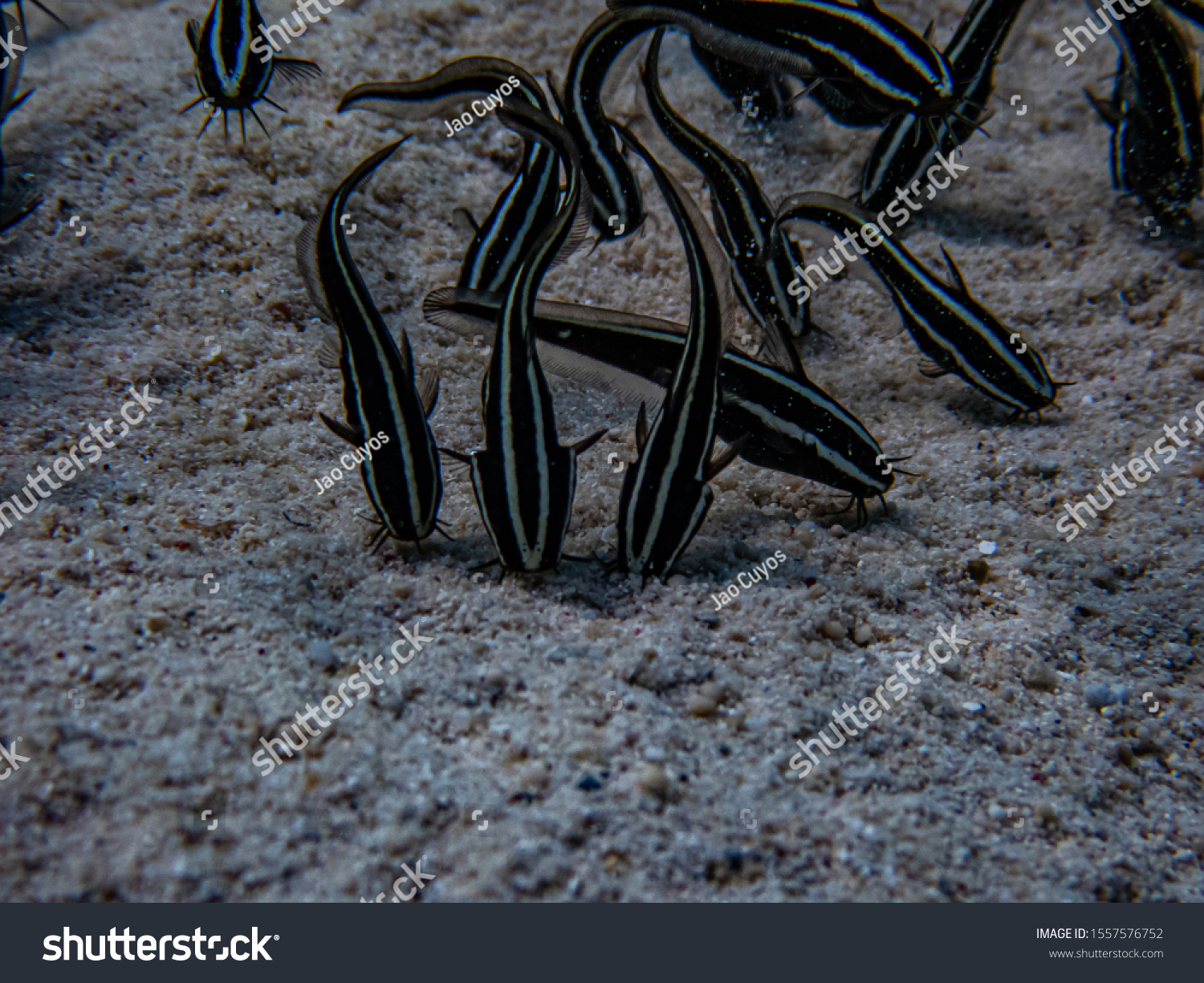 School of juvenile striped eel catfish (Plotosus lineatus) search and stir the sand for crustaceans, mollusks, worms. #1557576752