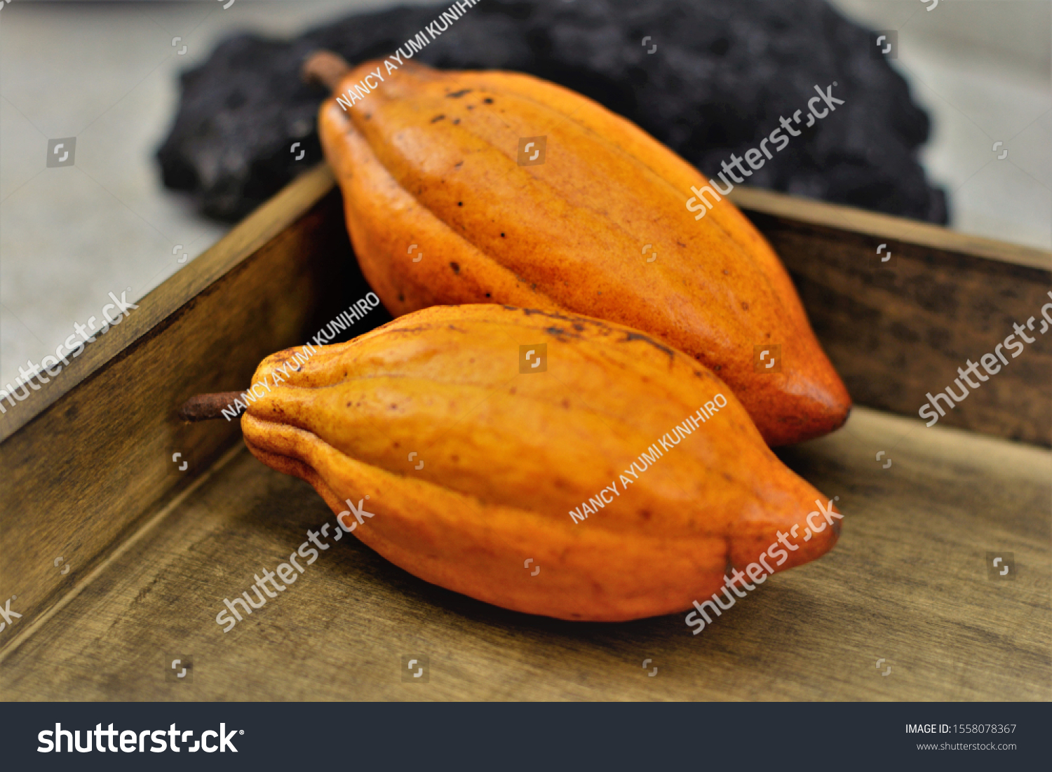 Healthy Ripe Fruits of Theobroma Cacao on Wooden Tray #1558078367