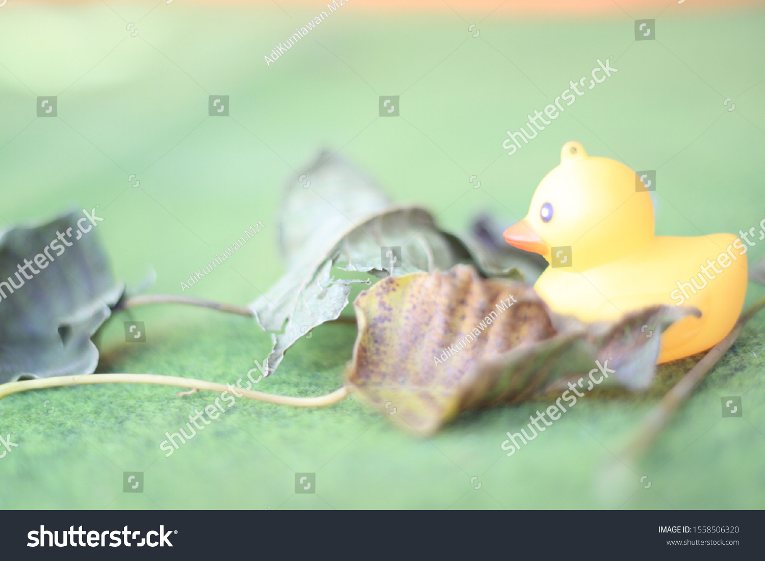 this photo is 
rubber duck #1558506320
