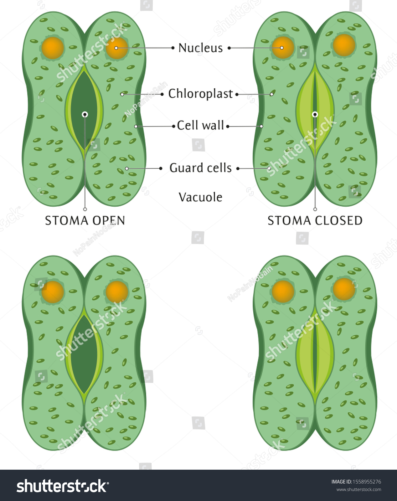 Illustration of opening and closing leaf stomata - Royalty Free Stock ...