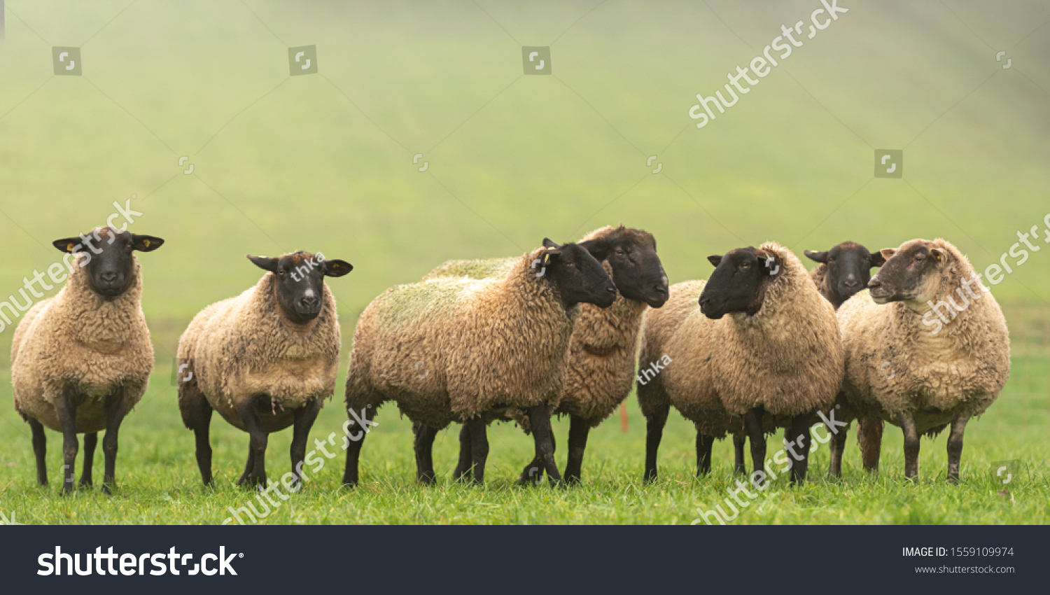 a group of sheep on a pasture stand next to each other and look into the camera #1559109974