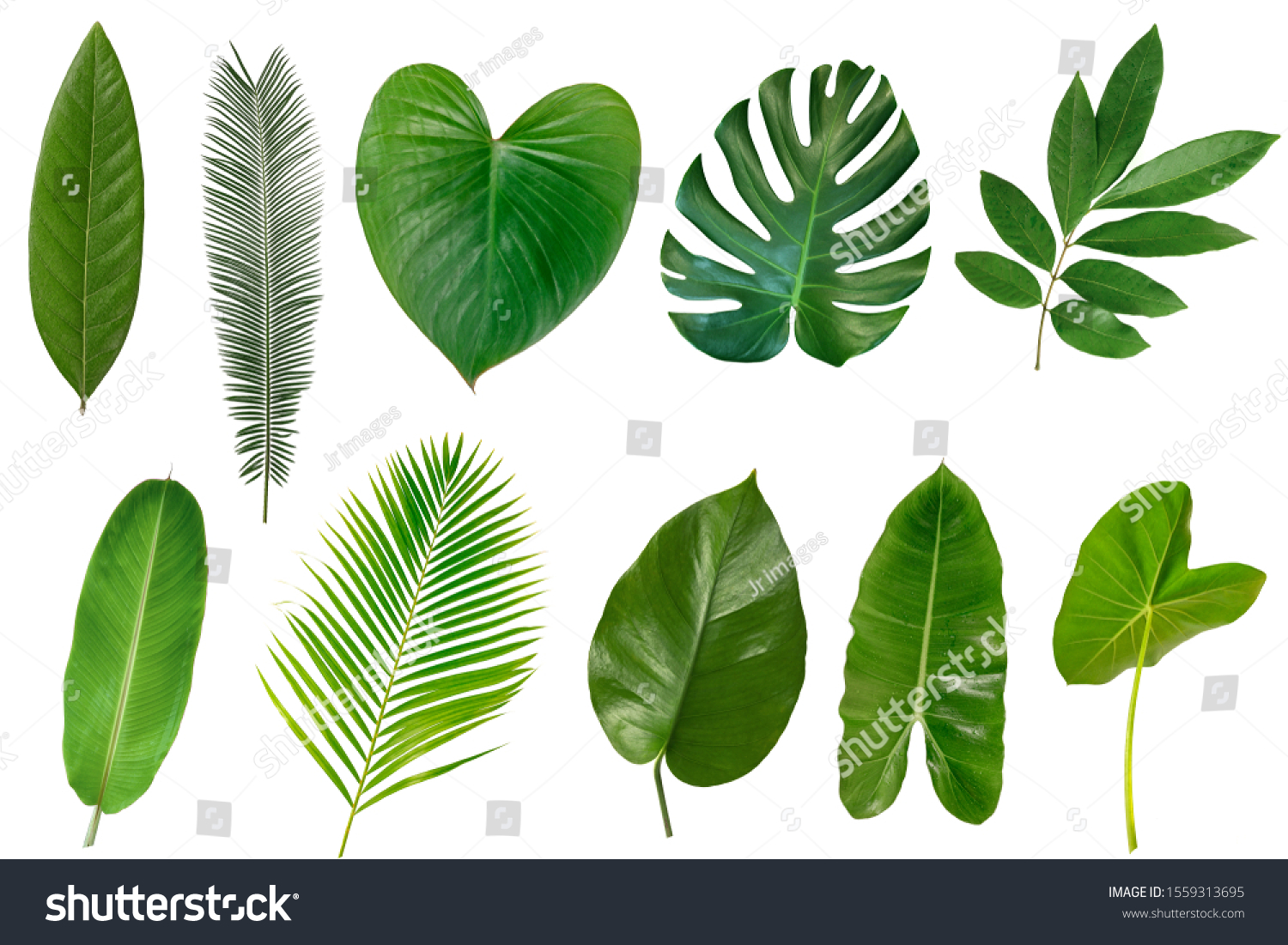 Set of Tropical leaves isolated on white background. #1559313695