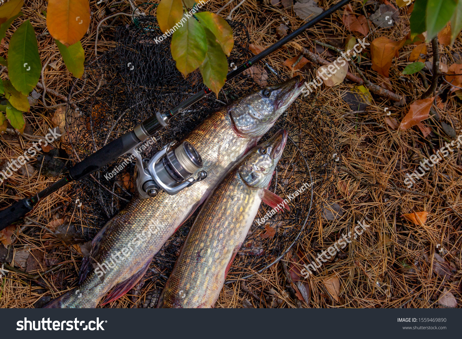 Fishing concept, trophy catch - two big freshwater pikes fish know as Esox Lucius just taken from the water on keep net. Freshwater Northern pikes fish know as Esox Lucius and fishing equipment #1559469890