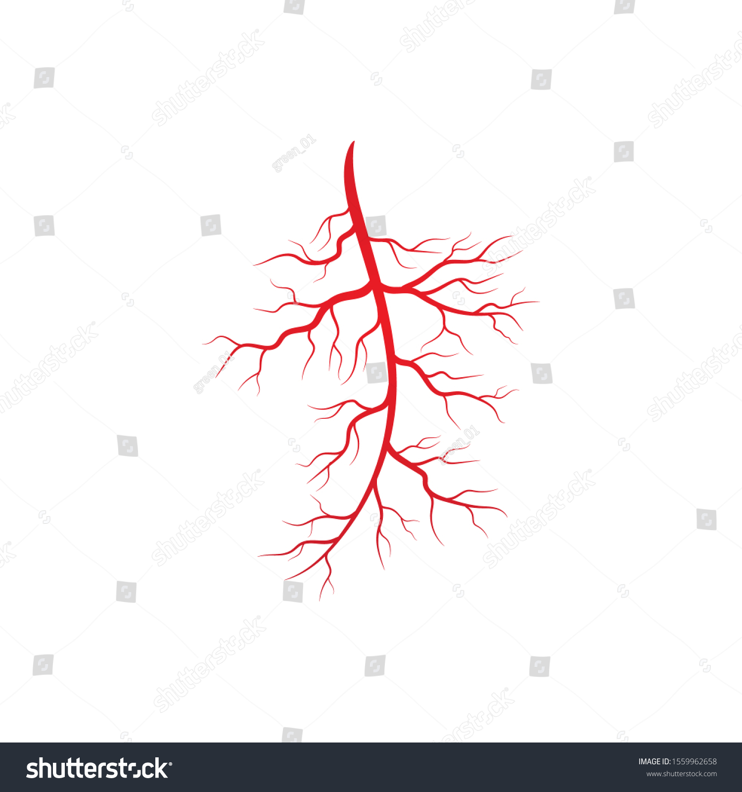 Human veins and arteries illustration design - Royalty Free Stock ...