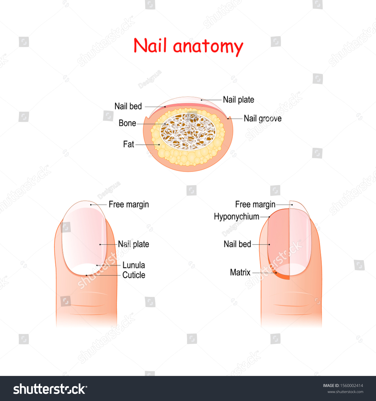 Nail Structure And Anatomy. Basic Parts Of A - Royalty Free Stock ...