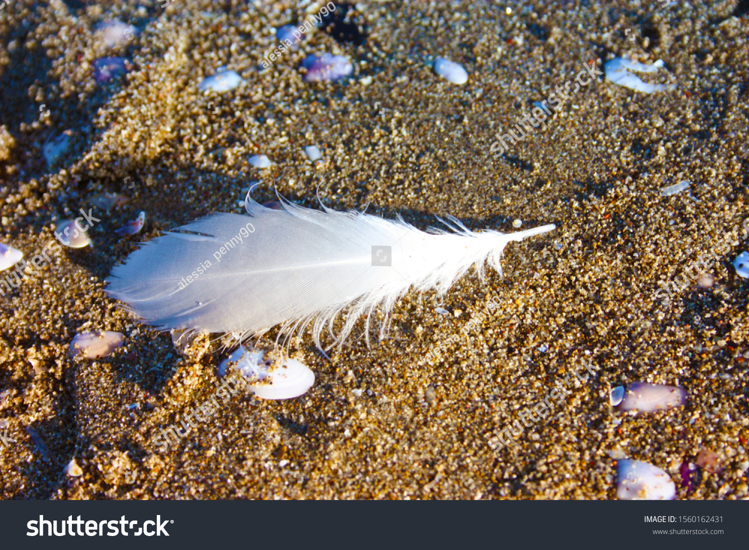 white feather, delicate, of a feathered bird, dropped on the sandy brown beach in Versilia, Tuscany #1560162431
