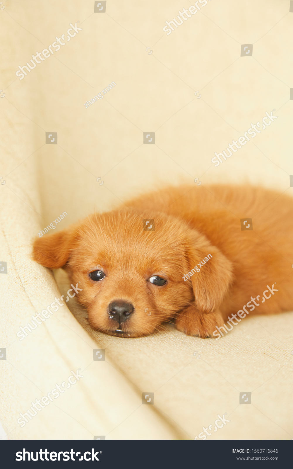 Cute puppy  on a chair #1560716846