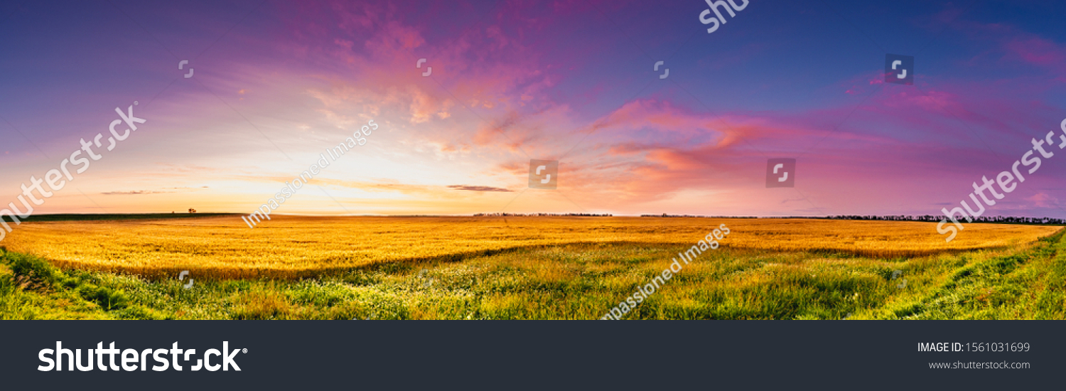 Panoramic sunrise over a Dakota Wheat field with blue and Magenta sky green grass and golden wheat #1561031699
