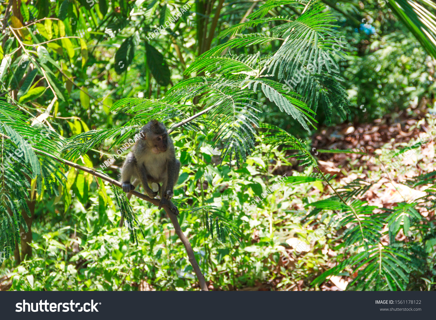 wild monkeys, monkeys out of the forest, monkeys looking for food #1561178122