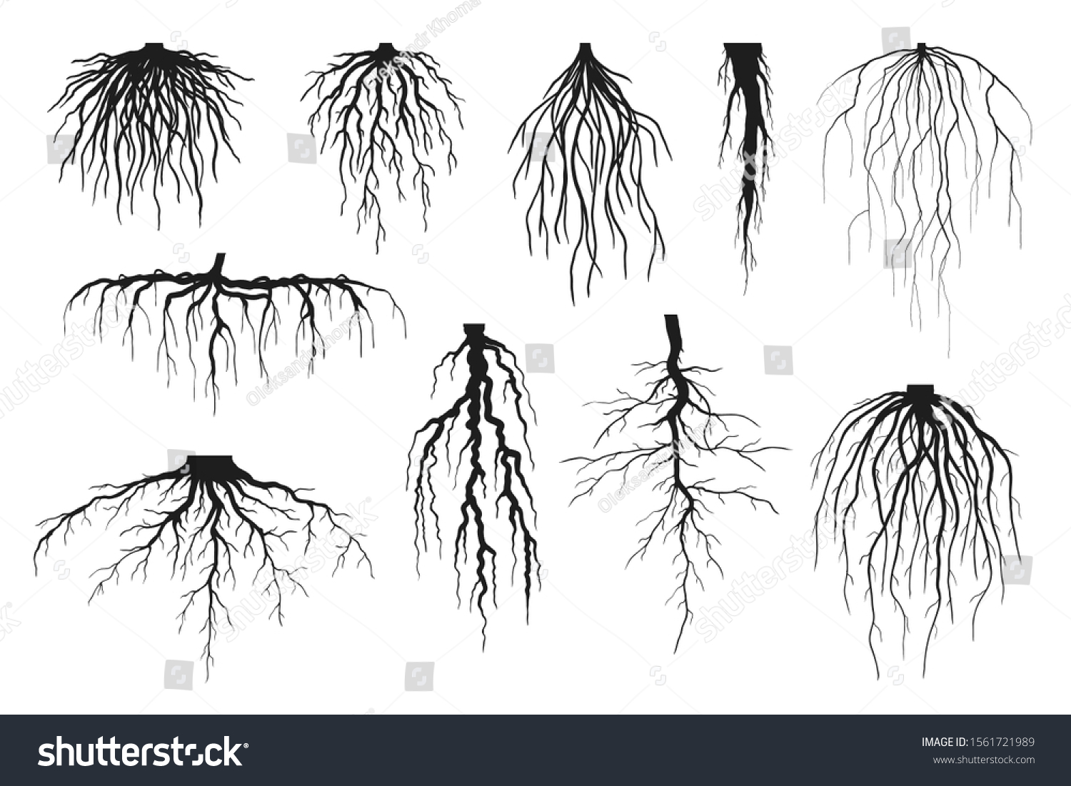 Tree roots silhouettes isolated on white, vector set of taproot and fibrous root systems of various plants, realistic black roots illustrations #1561721989