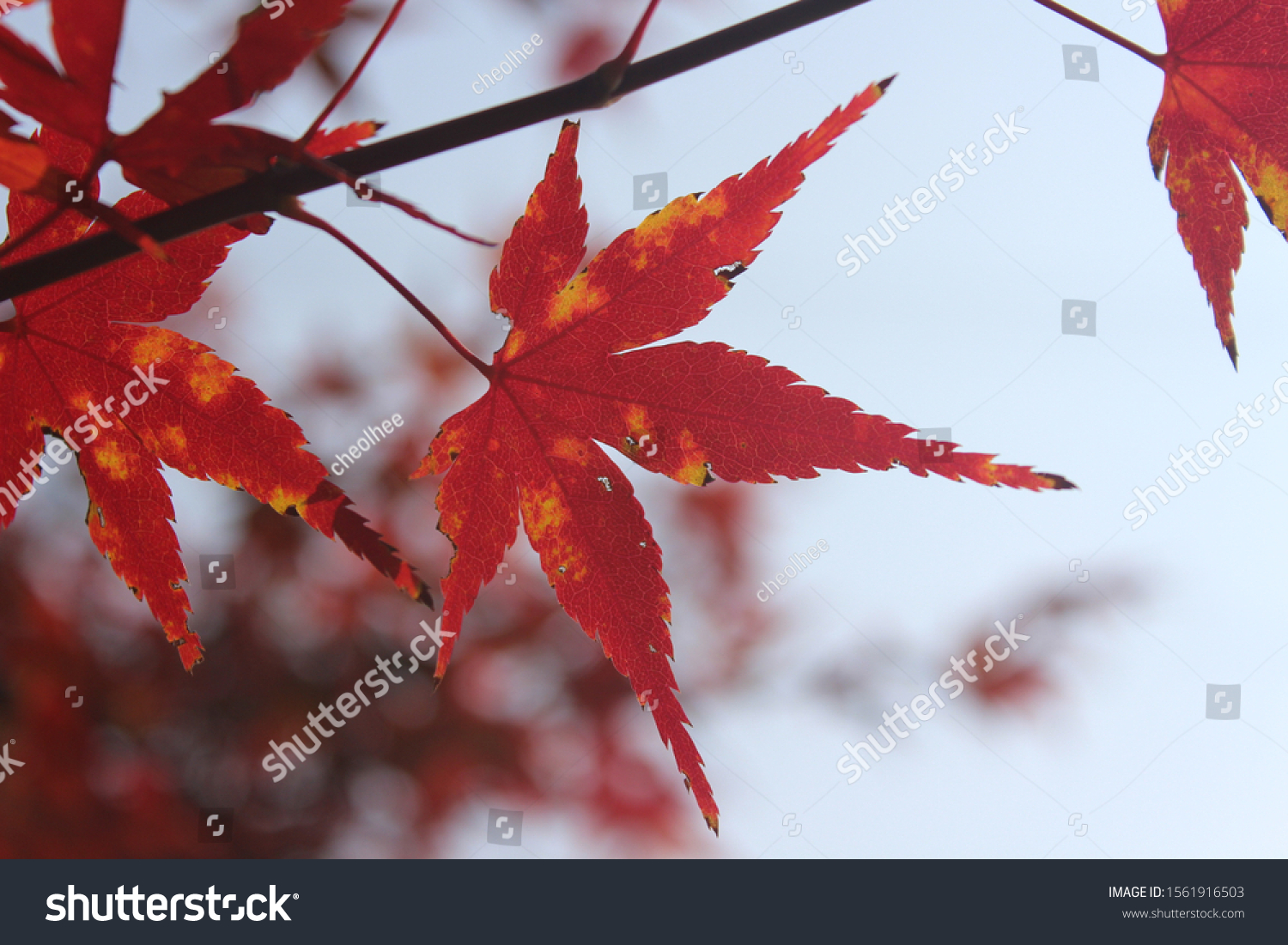 the red color maple in autumn #1561916503