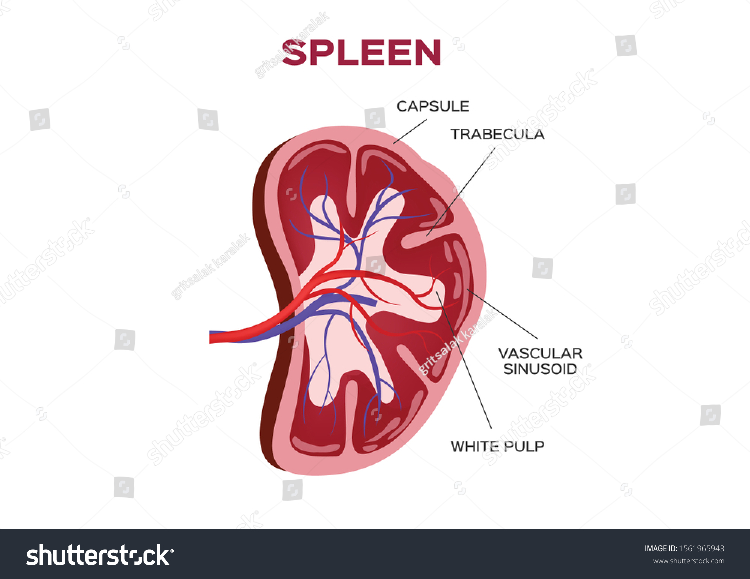 spleen vector anatomy / organ - Royalty Free Stock Vector 1561965943 ...