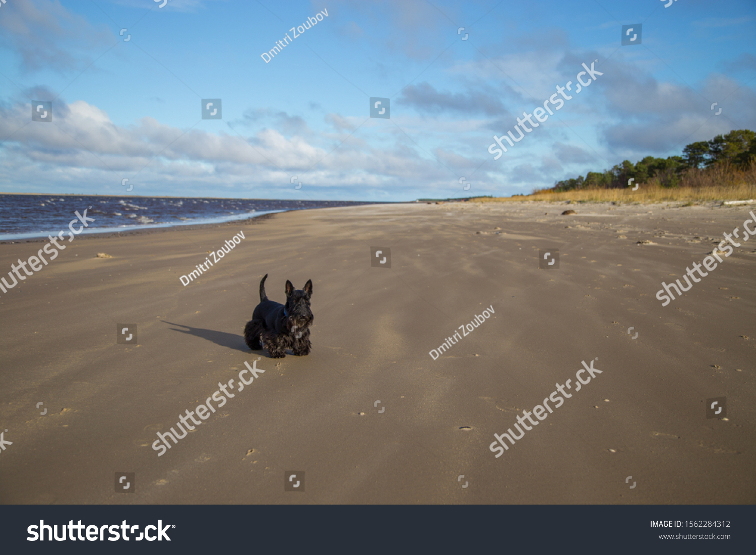 Scottish terrier black dog  standing by the sea on the sandy beach on a windy day #1562284312