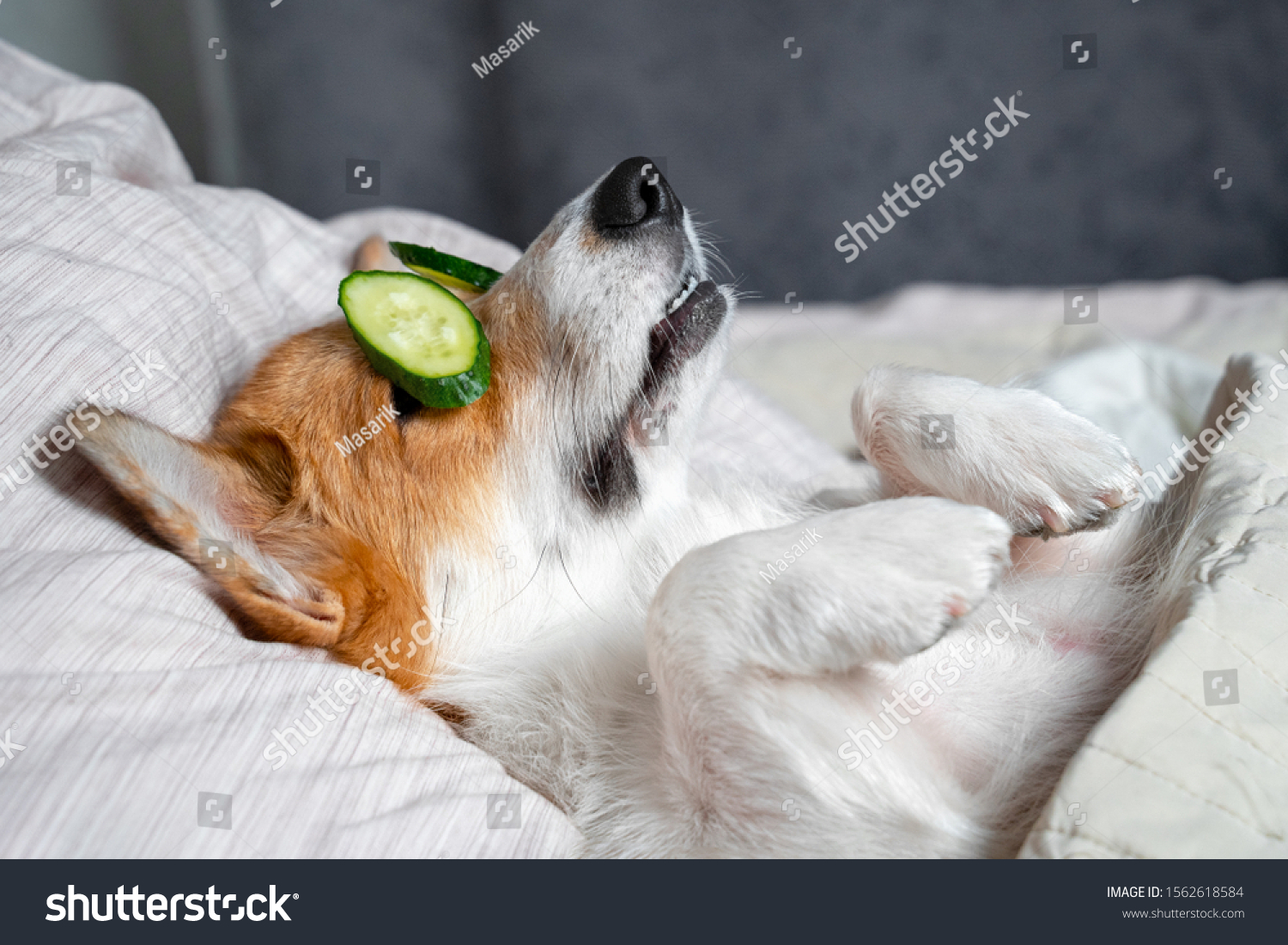 Cute red and white corgi lays on the bed with eye maks from real cucumber chips. Head on the pillow, covered by blanket, paw up.  #1562618584