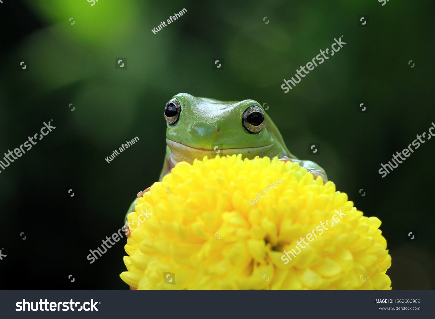 Australian white tree frog on leaves, dumpy frog on branch, animal closeup, amphibian closeup #1562666989