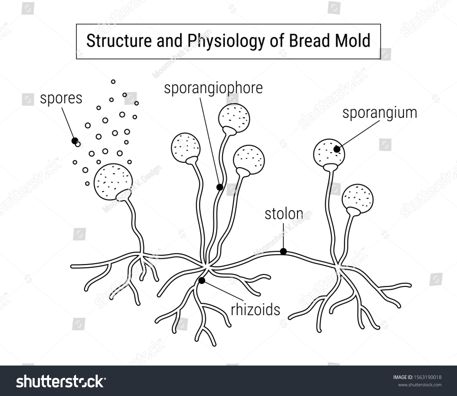 Structure And Physiology Of Fungi Anatomy Of Royalty Free Stock Vector 1563190018 7621