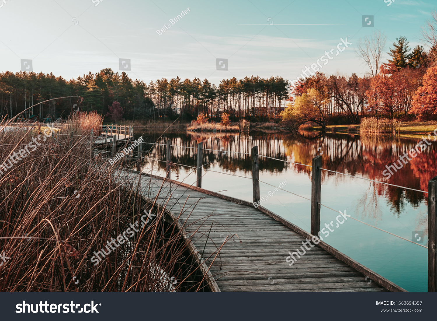 A wooden boardwalk alongside gorgeous pond reflections as the morning sun rises from behind the pines. A beautiful autumn landscape at Jester Park, Iowa, USA. #1563694357