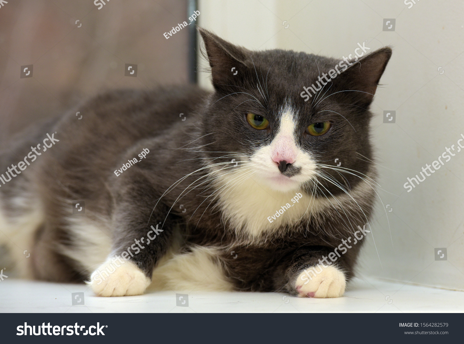 gray with white plump cat portrait #1564282579