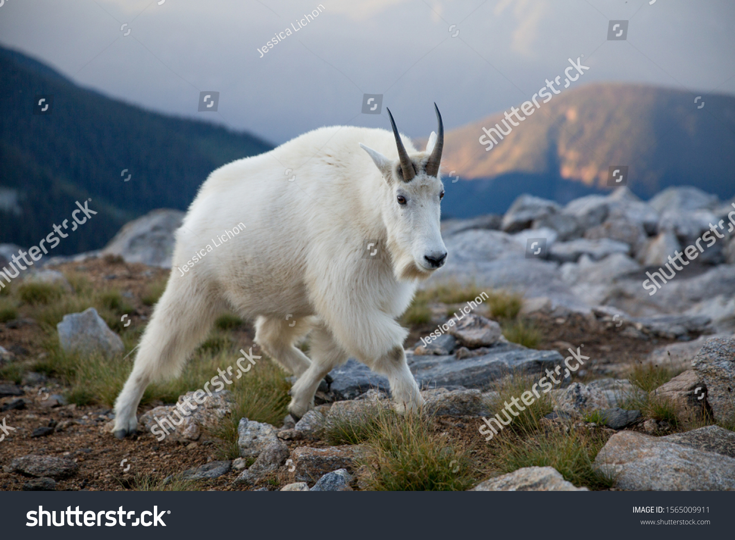 In the West Kootenays a rocky mountain goat (Oreamnos americanus) walking alone in British Columbia, Canada. #1565009911