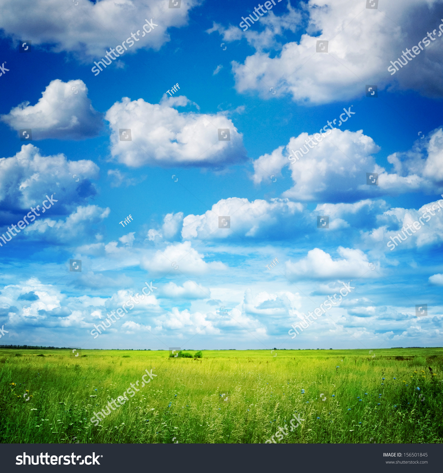 green field and blue sky #156501845