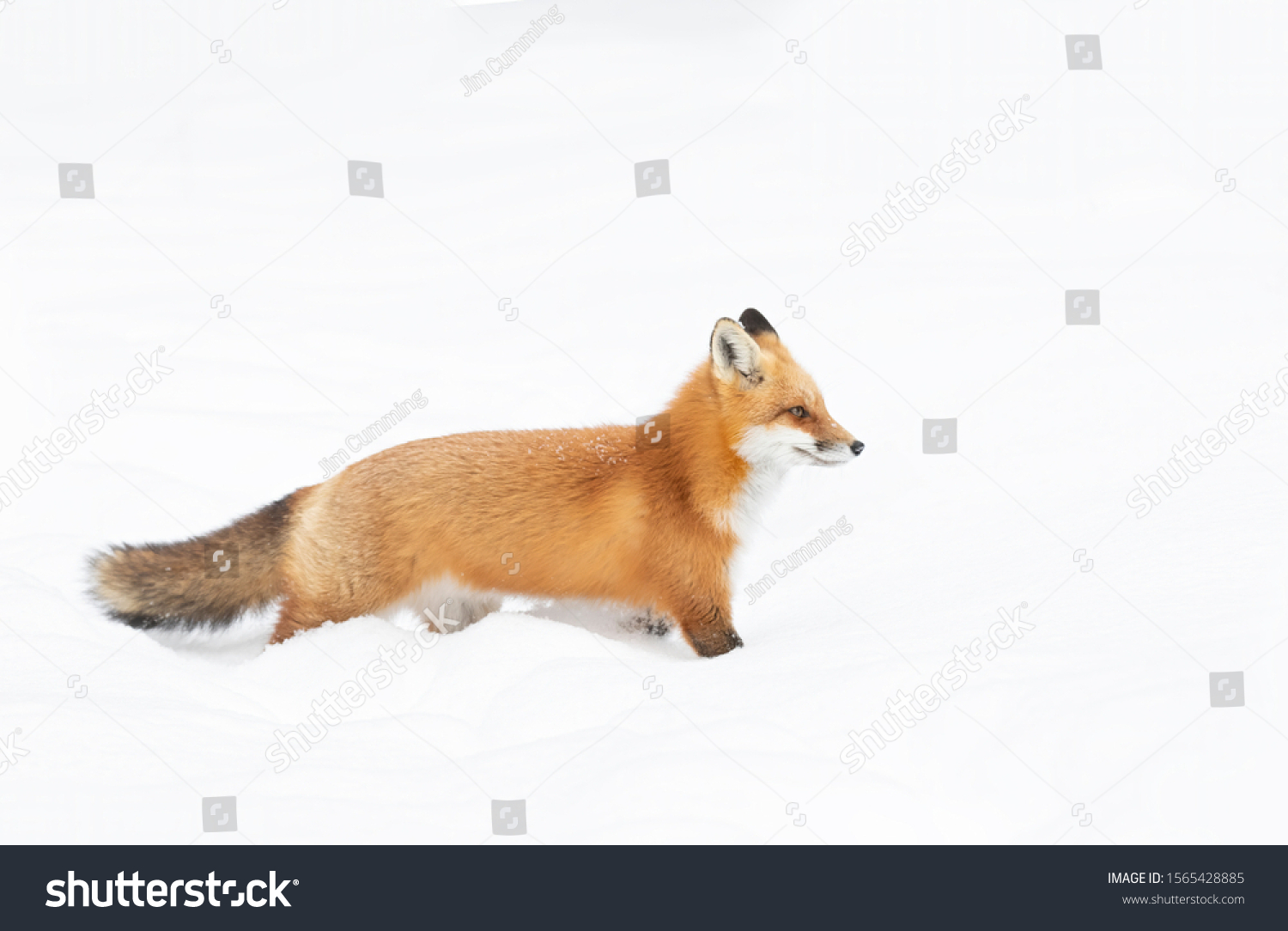 Red fox Vulpes vulpes isolated on white background with a bushy tail hunting in the freshly fallen snow in Algonquin Park in Canada #1565428885