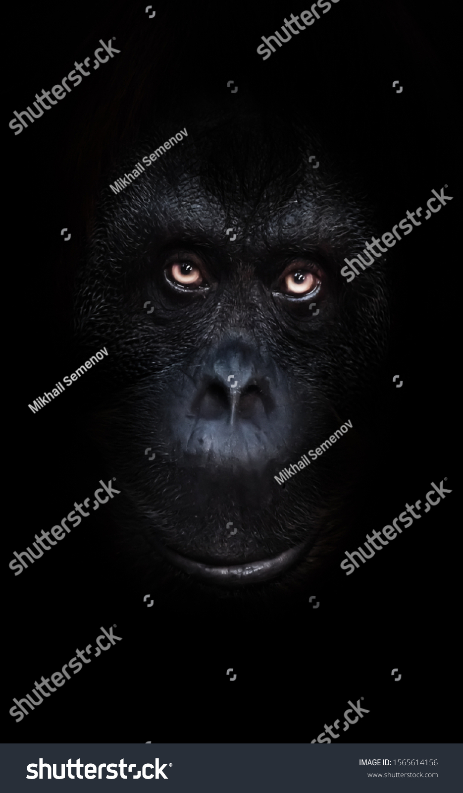 Scary orange luminous eyes on the black face of a monkey in a black night, a frightening look that embodies fears and phobias. #1565614156