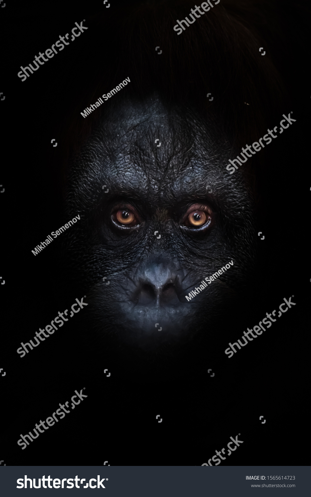 Scary orange luminous eyes on the black face of a monkey in a black night, a frightening look that embodies fears and phobias. #1565614723