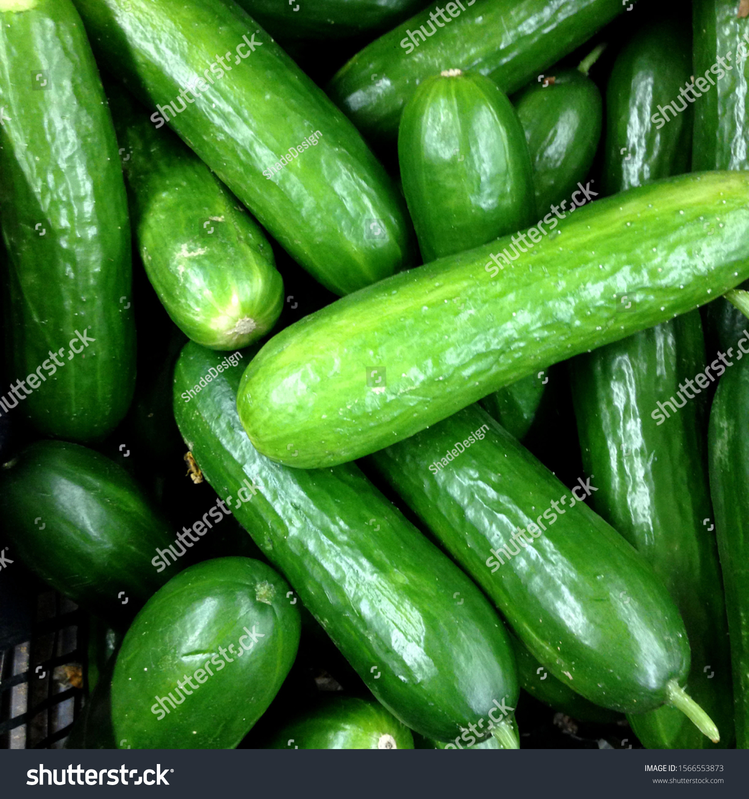 Macro Photo food cucumbers. Texture pattern background green cucumbers. Image fresh green cucumbers #1566553873