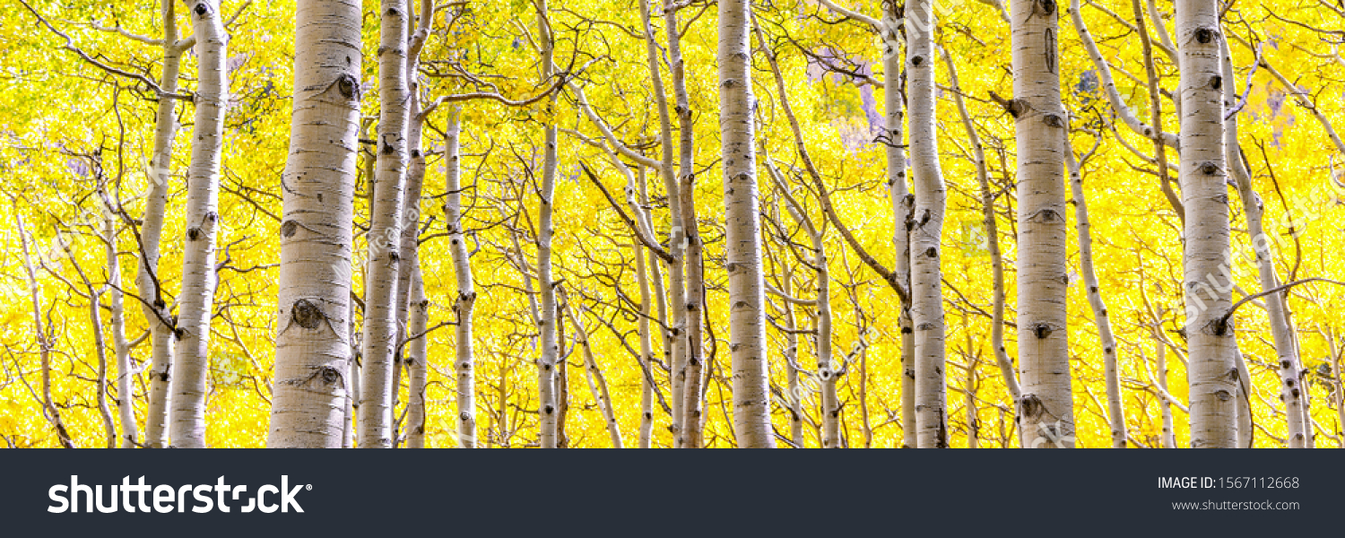 Panorama of aspen forest in peak autumn beauty with gold yellow leaves as far as the eye can see in Lockett Meadow, Flagstaff, Arizona. Aspens changing leaves in backlight #1567112668