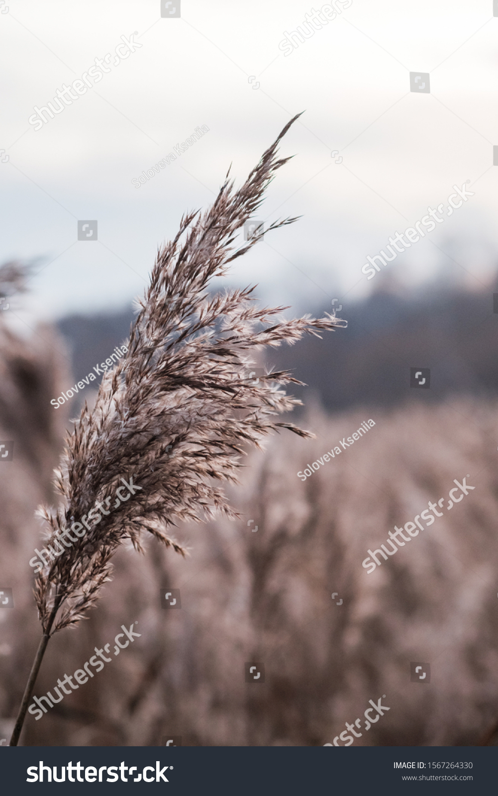 Dry reed on the lake, reed layer, reed seeds. Golden reed grass in the fall in the sun. Abstract natural background. Beautiful pattern with neutral colors. Minimal, stylish, trend concept. #1567264330