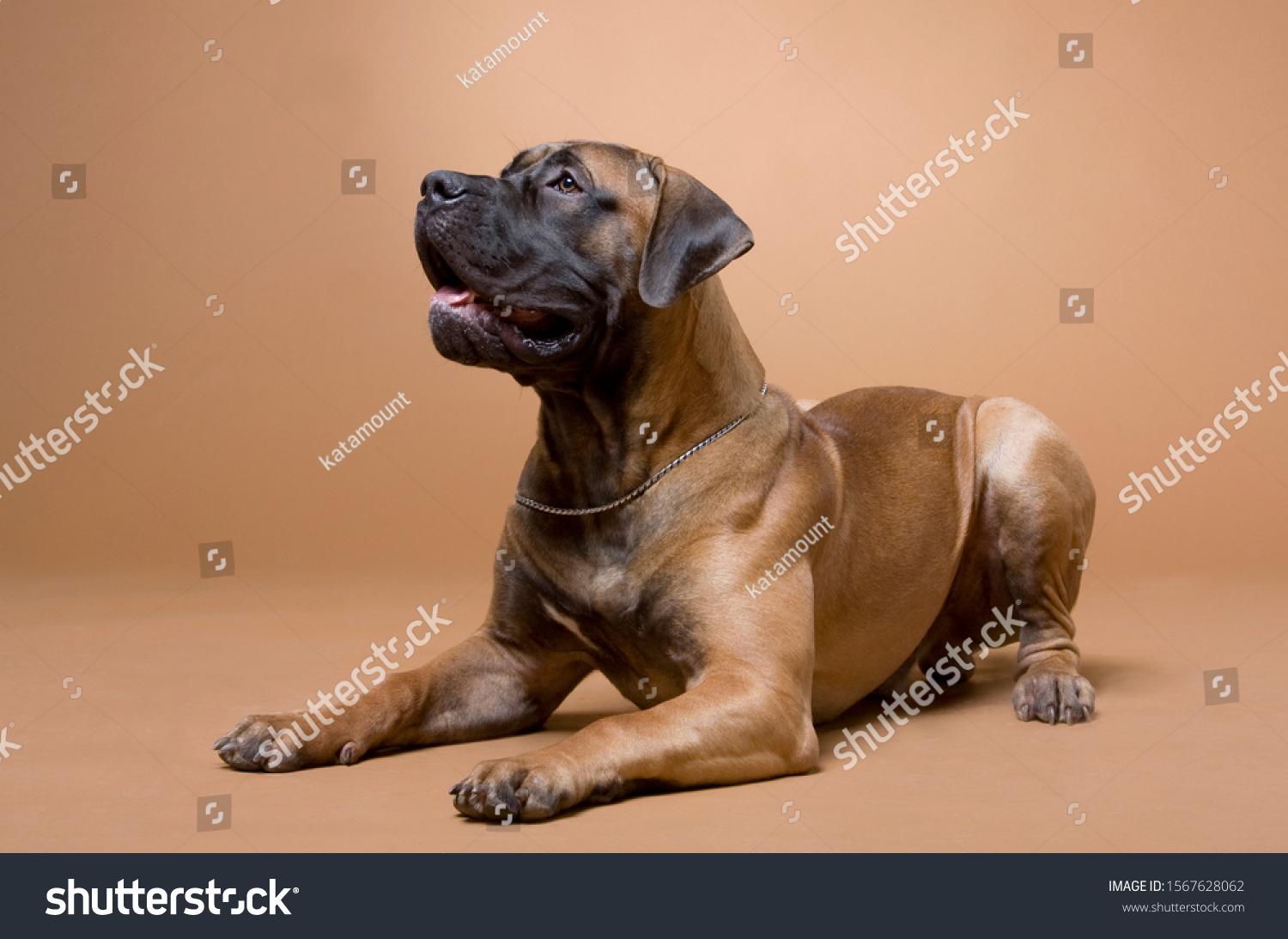 large red dog South African boerboel breed is photographed in a photo studio on a red background #1567628062