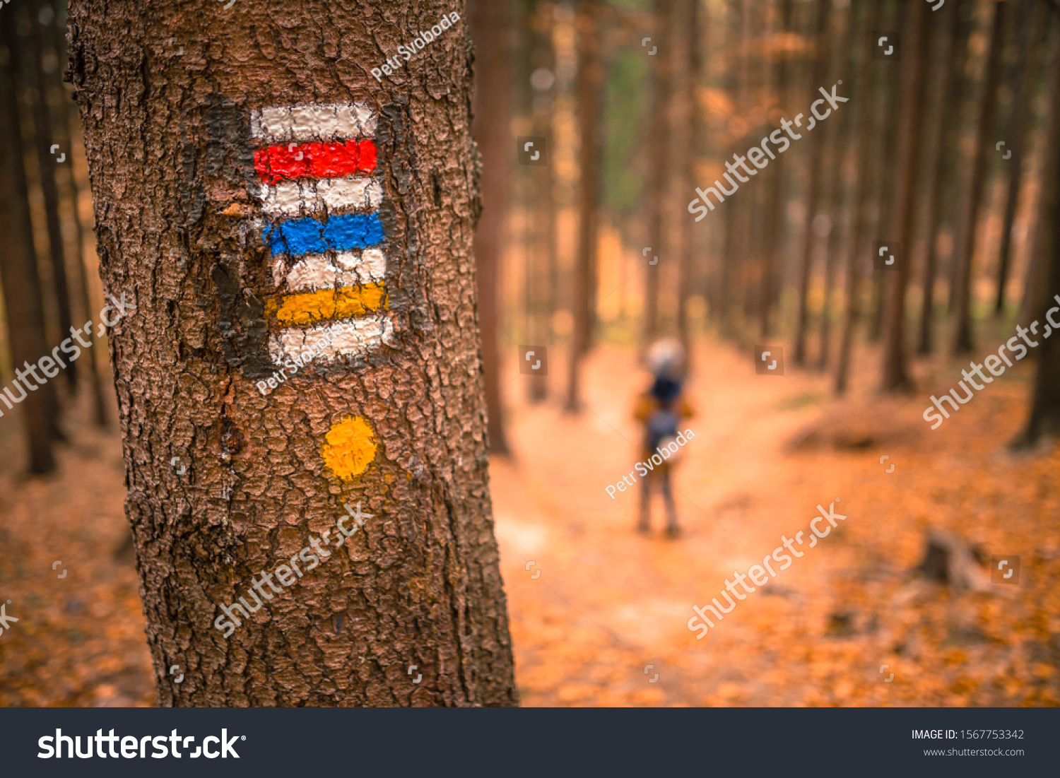 Touristic sign or mark on tree next to touristic path with female tourist in background. Nice autumn scene. Forrest trail. #1567753342
