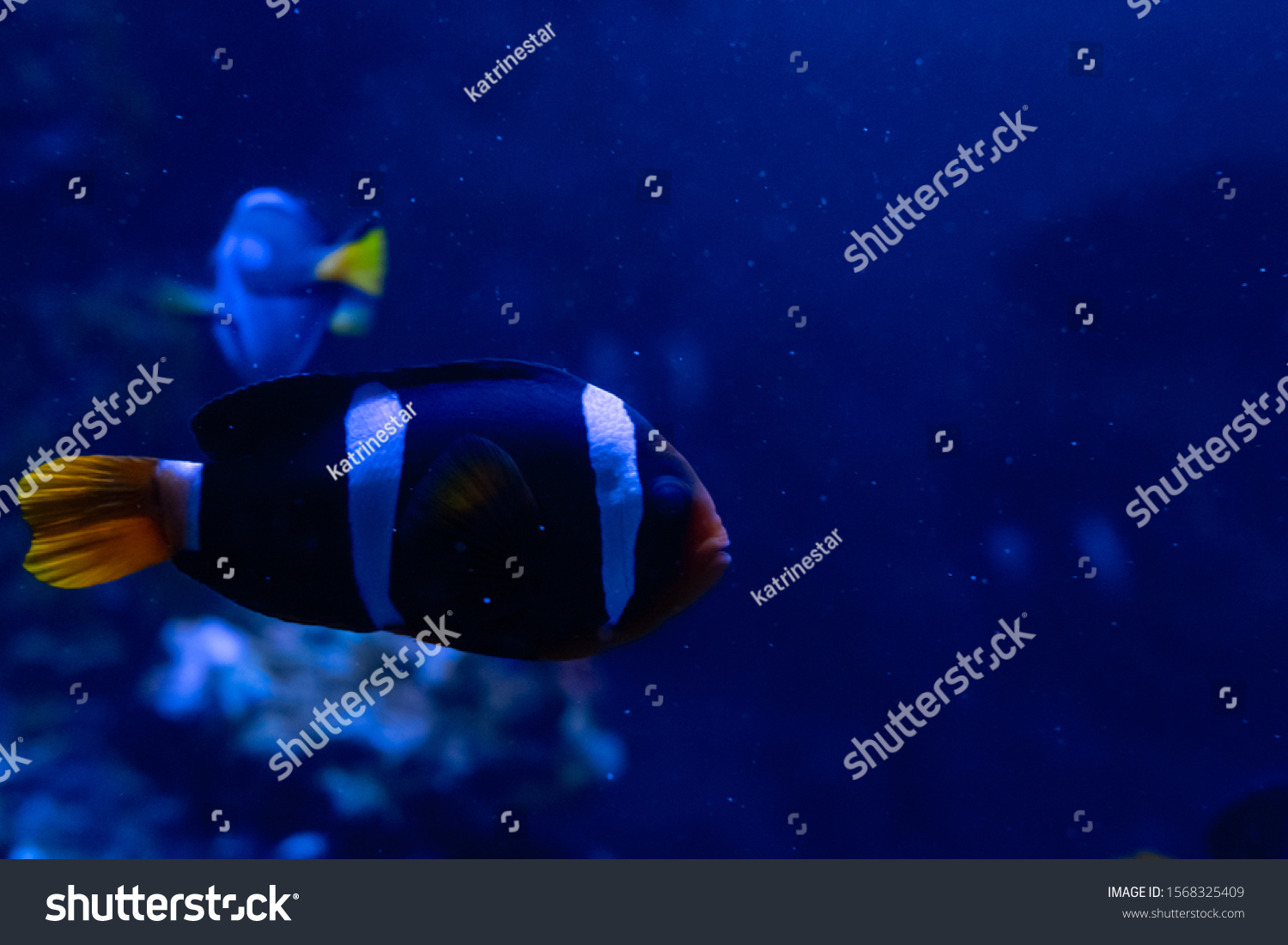 horizontal background image in blue gamut of striped fish clown in profile in aquarium, main gamut blue black white orange #1568325409