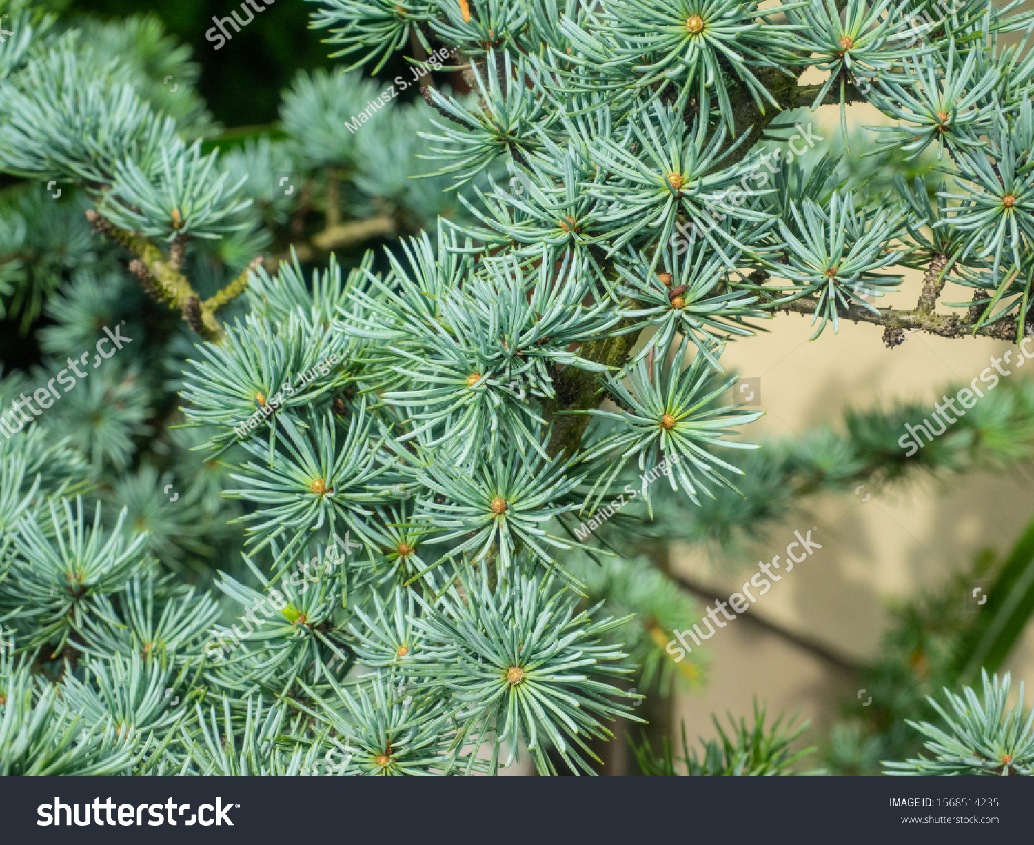 Atlas cedar (Cedrus atlantica) is a cedar native to the Atlas Mountains of Morocco. #1568514235