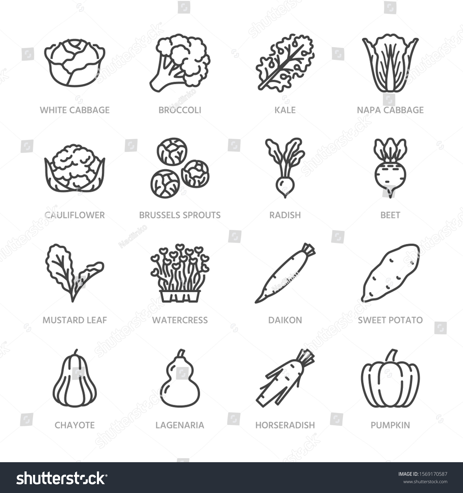 Cabbage vegetables flat line icons set. Kale, broccoli, cauliflower, brussels sprouts, radish daikon beetroot vector illustrations. Outline pictogram food store. Pixel perfect. Editable Strokes. #1569170587