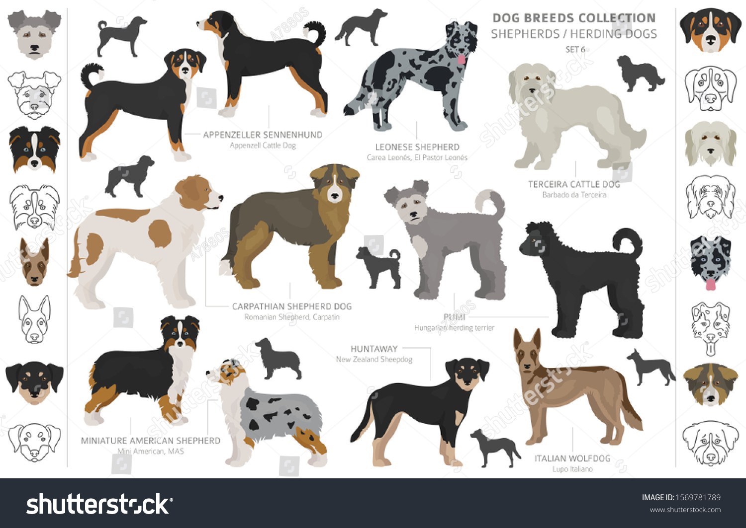 Shepherd and herding dogs collection isolated on - Royalty Free Stock ...