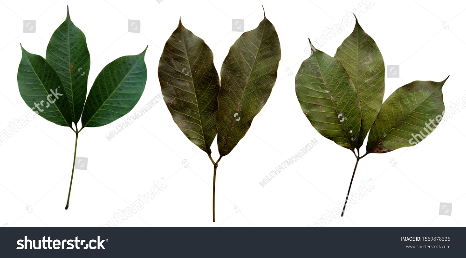 Collection of rubber leaves  With fresh rubber leaves And the Rubber Leaves have spots .Rubber leaves isolated on a white background clipping path includes. #1569878326