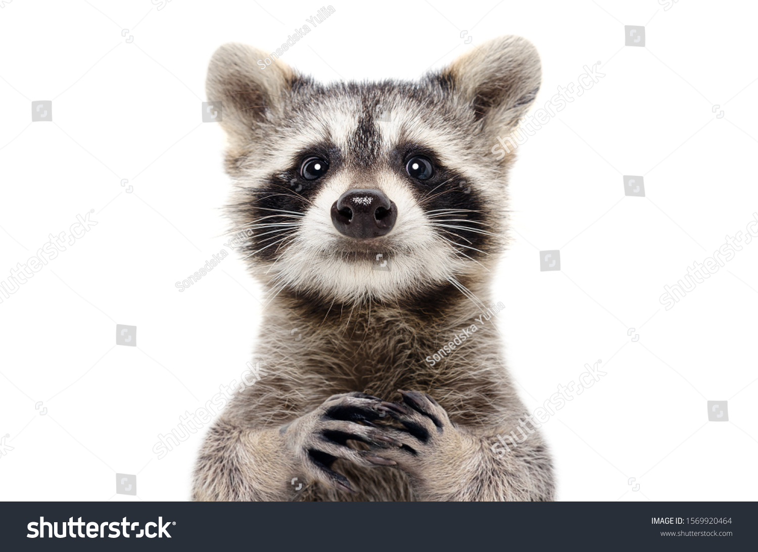 Portrait of a cute funny raccoon, closeup, isolated on a white background